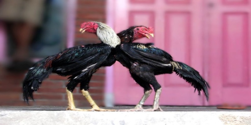 Tiêu chí lựa chọn trang đá gà trực tiếp