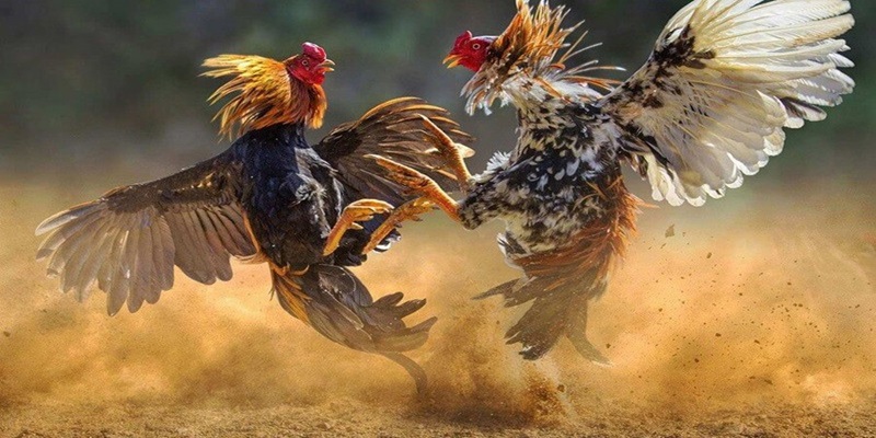 Người chơi có thể lựa chọn ngày đá gà theo tuổi