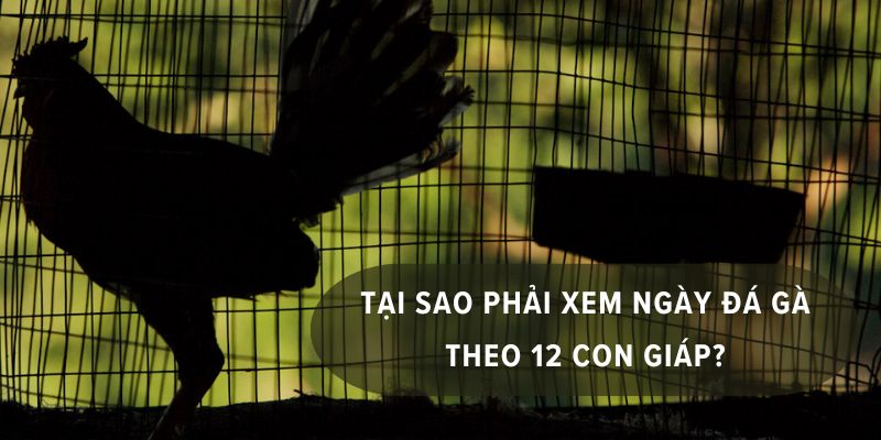 Lý do nên xem ngày đá gà theo 12 con giáp