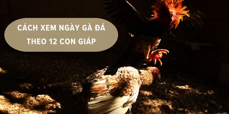 Xem Ngày Đá Gà Theo 12 Con Giáp